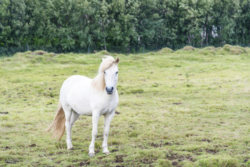 Obraz na płótnie Canvas White beautiful shaggy Icelandic horse on the summer meadow. Iceland.