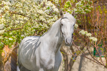 Horse on background of spring blossom nature 