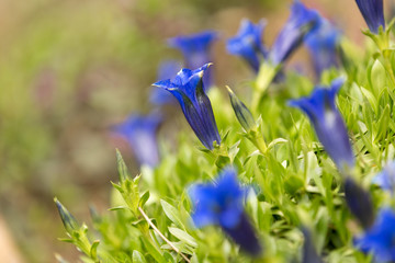 Trumpet gentiana blue spring flower in garden
