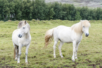 Obraz na płótnie Canvas Two white beautiful shaggy Icelandic horses on the summer meadow. Iceland.