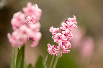 pink hyacinth flower