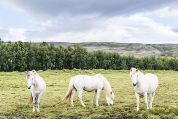 Obraz na płótnie Canvas Three white beautiful shaggy Icelandic horses on the summer meadow. Iceland.