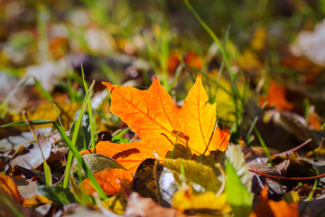 Fototapeta na wymiar Fallen autumn leaves in the park