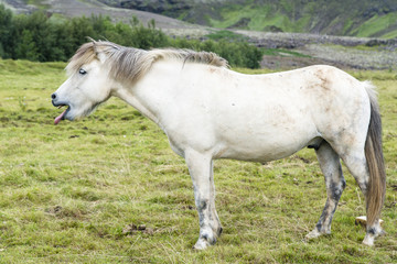 Obraz na płótnie Canvas White funny shaggy Icelandic horse on the summer meadow. Iceland.