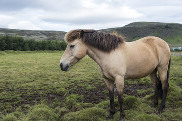 Obraz premium The shaggy Icelandic horse on the summer meadow. Iceland.