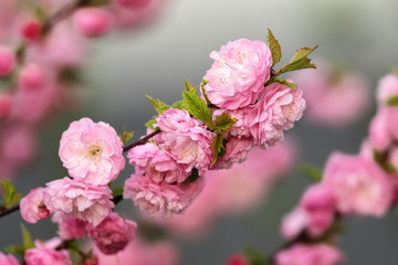 Mandelblüten