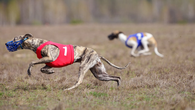 Whippet dog running. Coursing, passion and speed