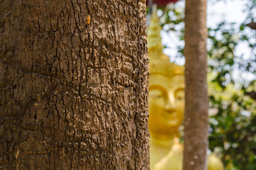 The bark of the tree