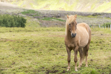 Beautiful brown  Icelandic horse on the summer meadow. Iceland.