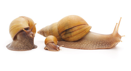 Big snails with small snail. © voren1