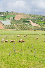 Fototapeta premium Grazing Sheep