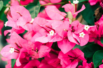 Close up colorful bunch of beautiful pink flowers.