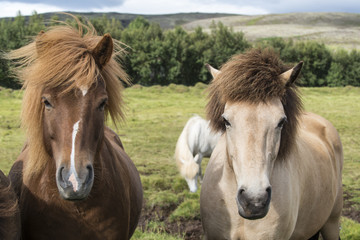 Obraz na płótnie Canvas The herd of the shaggy Icelandic horses on the summer meadow. Iceland.