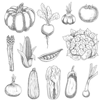 Healthful fresh vegetables engraving sketches