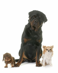 puppy Wire haired dachshund, chihuahua and rottweiler