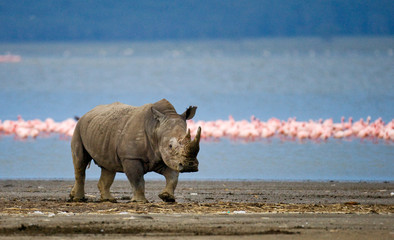Rhinoceros stands in the background of the lake with flamingos. Kenya. National Park. Africa. An excellent illustration. © gudkovandrey