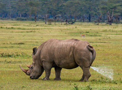 Rhinoceros in the savannah, Kenya. National Park. Africa. An excellent illustration.