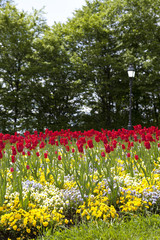 Fresh blooming flowers, colorful tulips, heartsease, pansy in the spring garden