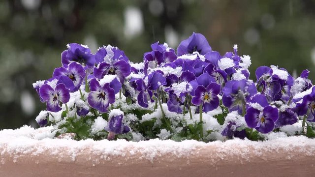 horn violet in the plant pot  in snow 