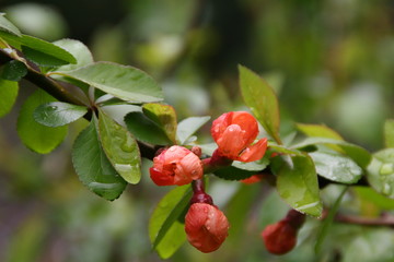 Chaenomeles