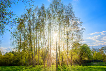 Obraz premium Strahlender Morgen