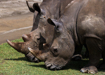 Obraz premium Two rhinoceros walking on grass in the national park. Kenya. National Park. Africa. An excellent illustration.