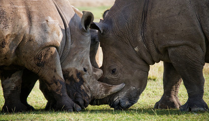 Obraz premium Two rhinoceros fighting with each other. Kenya. National Park. Africa. An excellent illustration.