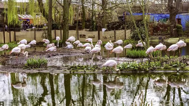 Time lapse view of a group of pink flamingos swimming and drinking on a pond
