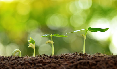 Agriculture, Seeding, Plant seed growing concept