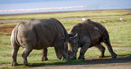 Fototapeta premium Two rhinoceros fighting with each other. Kenya. National Park. Africa. An excellent illustration.