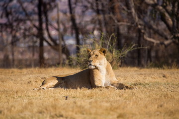 lioness, South Africa
