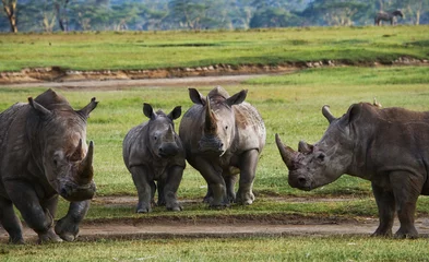 Papier Peint photo Rhinocéros Group of rhinos in the national park. Kenya. National Park. Africa. An excellent illustration.