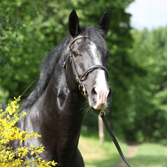 Amazing black welsh part-bred stallion with flowers