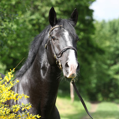 Obraz premium Amazing black welsh part-bred stallion with flowers