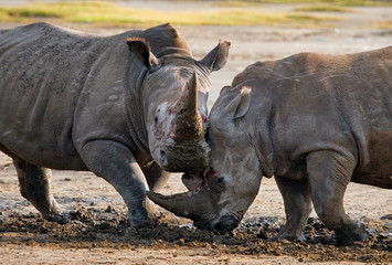 Fototapeta premium Two rhinoceros fighting with each other. Kenya. National Park. Africa. An excellent illustration.