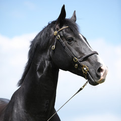 Fototapeta premium Amazing black welsh part-bred stallion