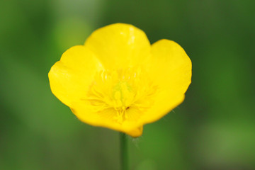 Yellow Wild Flower Close Up