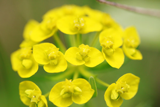 Close Up of Wild Yellow Flowers