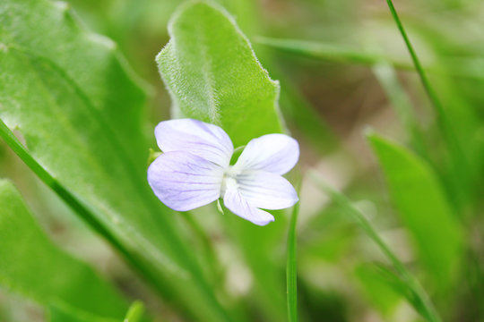 Small Wild Flower in the Field