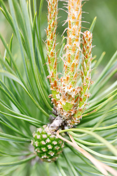 Pine Sprouts with Cone