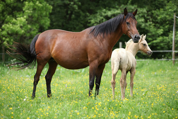 Naklejka na ściany i meble Beautiful mare with its foal on pasturage