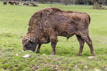 wisentbulle