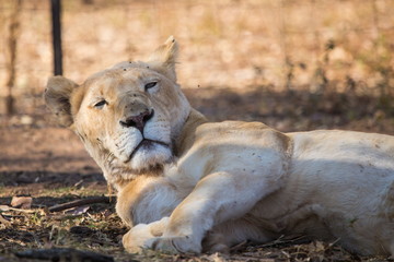 lioness, South Africa

