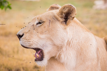 lioness, South, Africa
