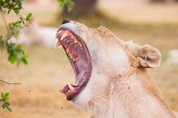 lioness, South, Africa
