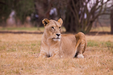 Fototapeta na wymiar lioness, South, Africa 