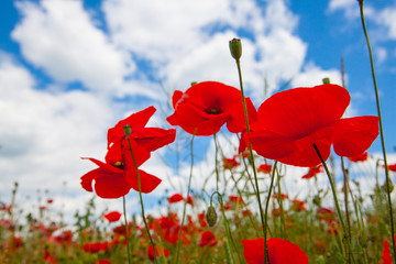 Blooming poppies