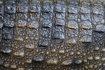 Closed up picture of crocodile in nature