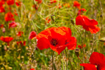 Blooming poppies