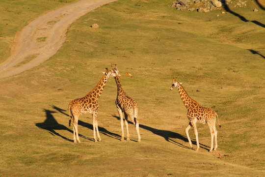 Picture of Giraffe in safari, field under sun light